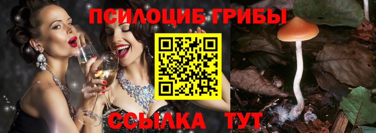 Псилоцибиновые грибы Psilocybine cubensis Великий Устюг